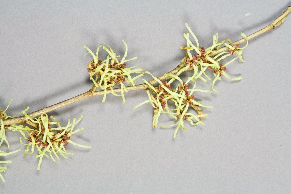 large-leaved Japanese witch hazel
