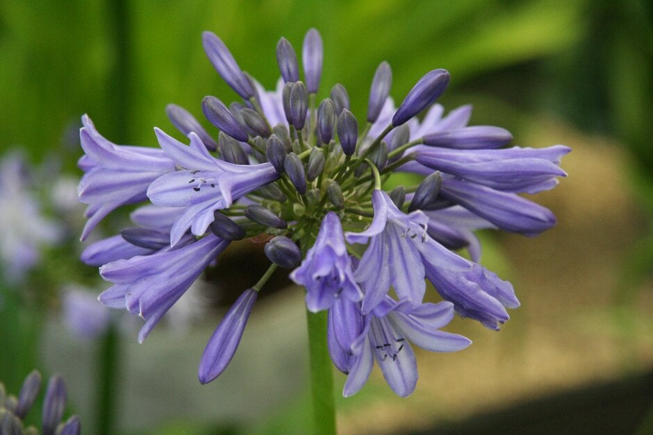 African lily 'Sylvine'