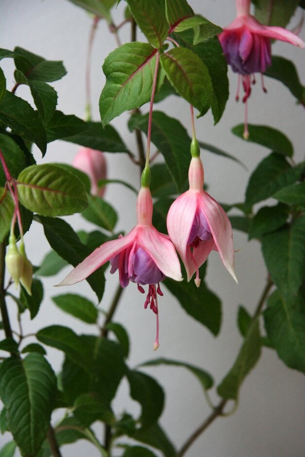 fuchsia 'Joanna Lumley'