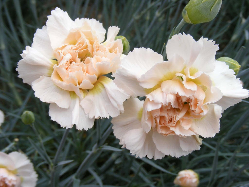 pink 'Widecombe Fair'