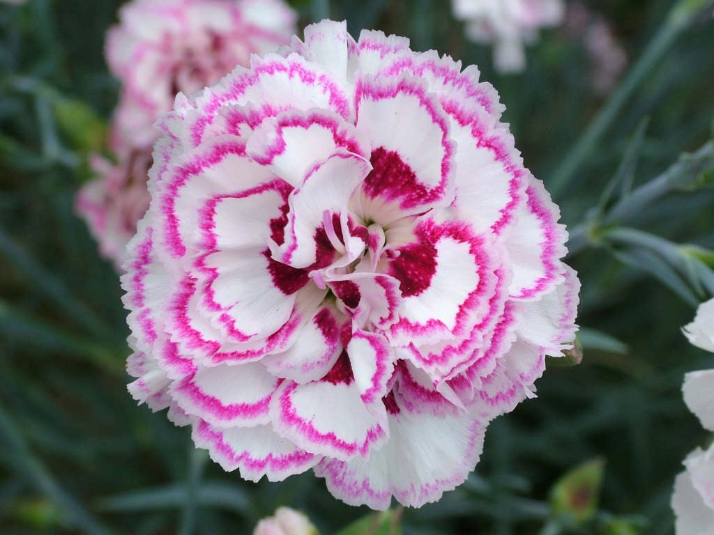 pink 'Gran's Favourite'