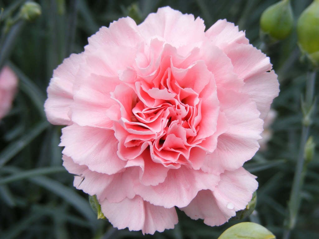 pink 'Letitia Wyatt'