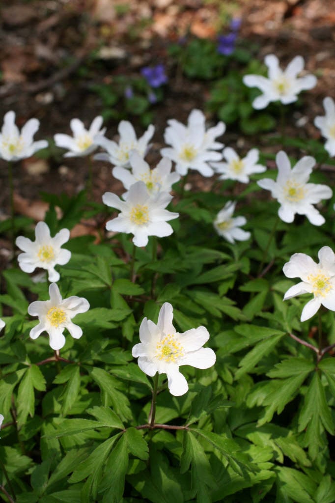 Anemone nemorosa | wood anemone/RHS Gardening