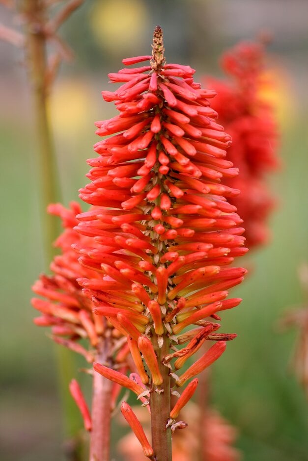 Kniphofia &erecta& 