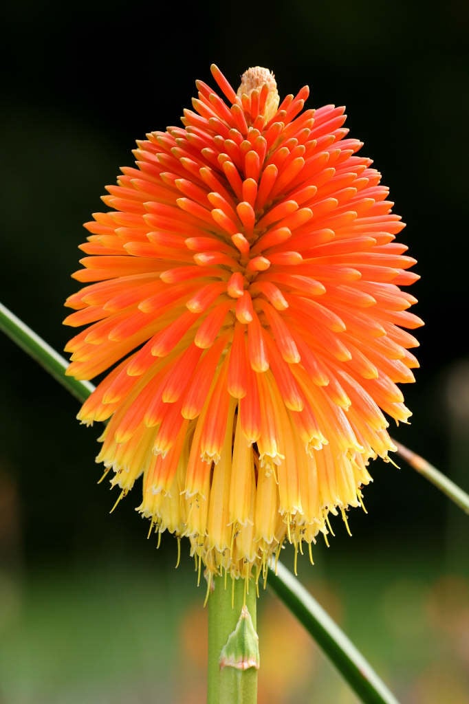 Red hot poker plant rhs roses