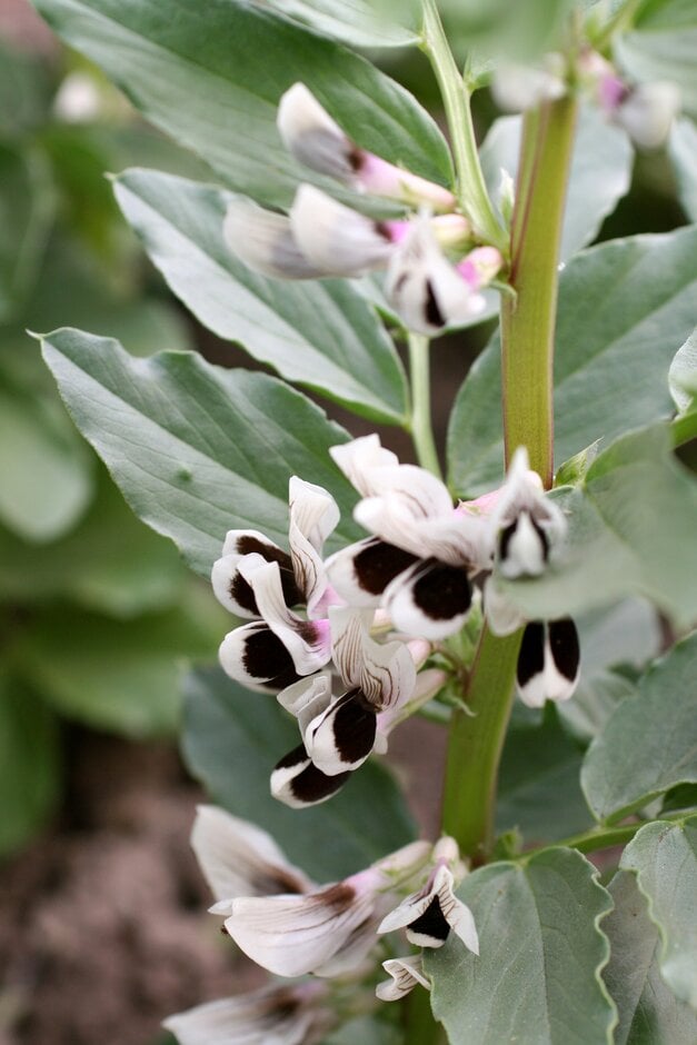 bean (broad) 'Aguadulce'