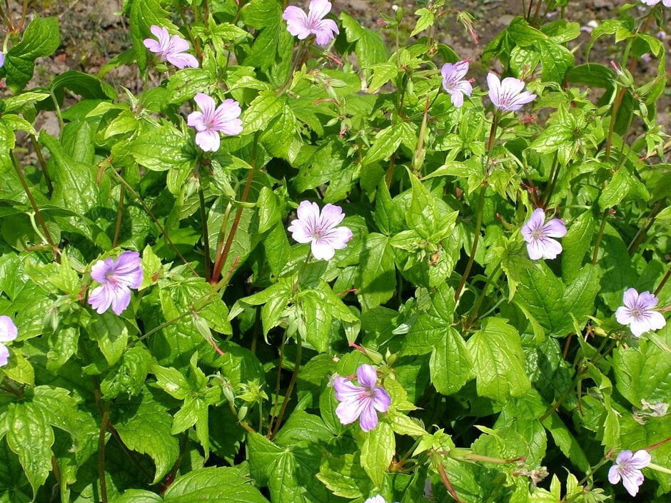 knotted cranesbill 'Pascal'