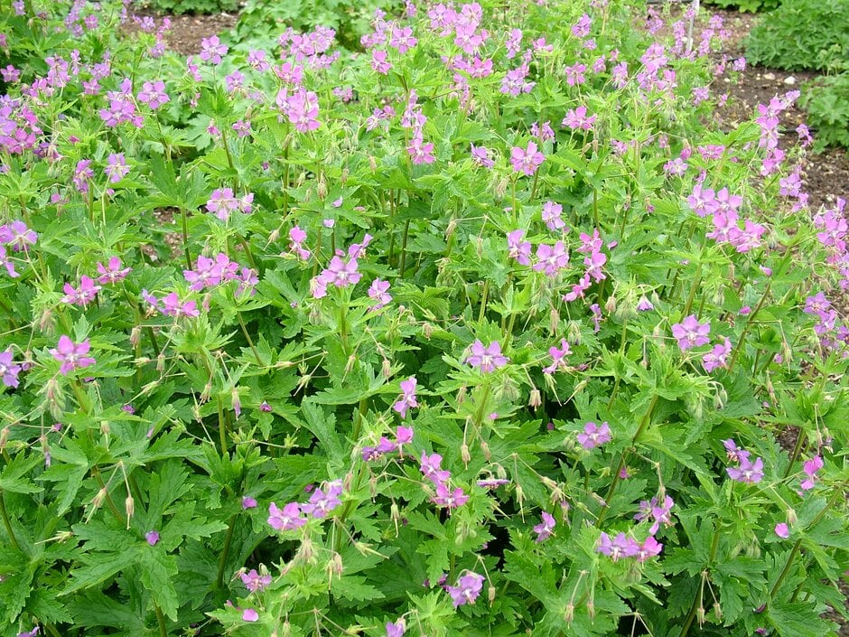 dusky cranesbill 'Alec's Pink'