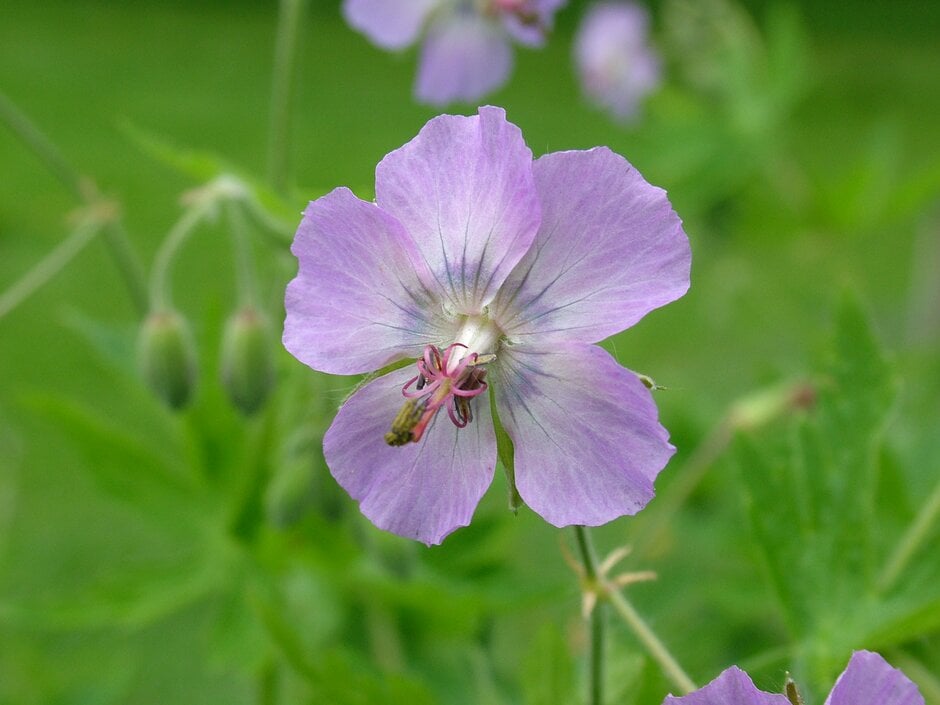 dusky cranesbill 'Walküre'