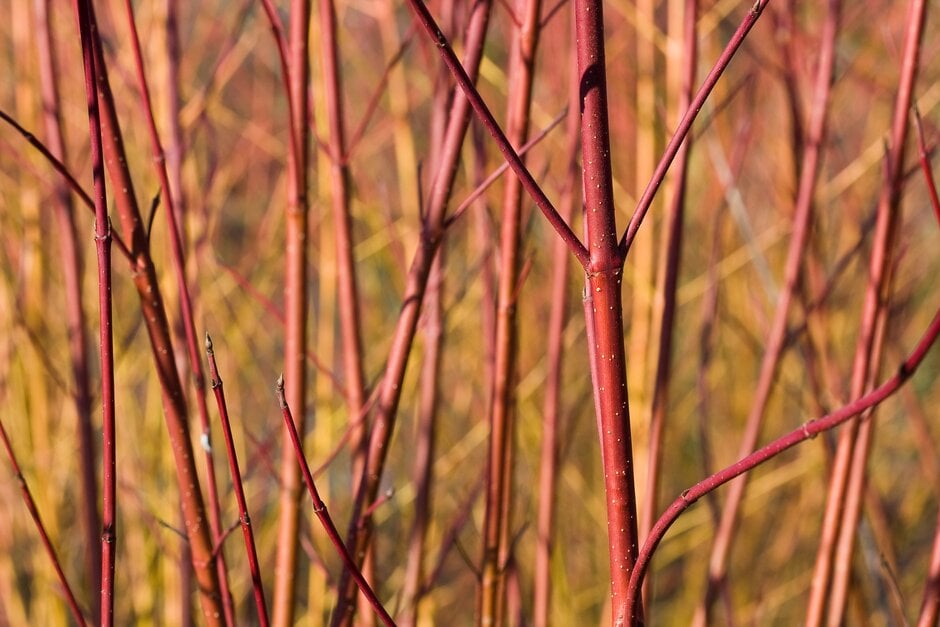dogwood 'Sibirica Ruby'