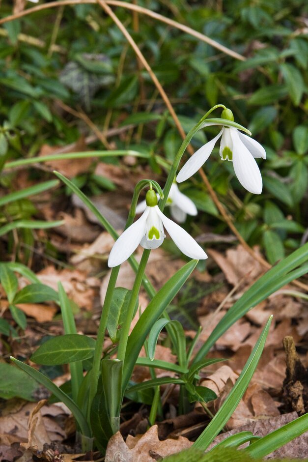 snowdrop 'James Backhouse'