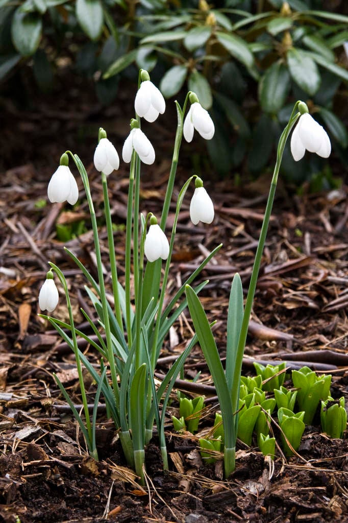 snowdrop 'S. Arnott'