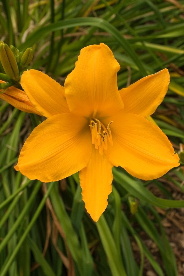 daylily 'Alan'