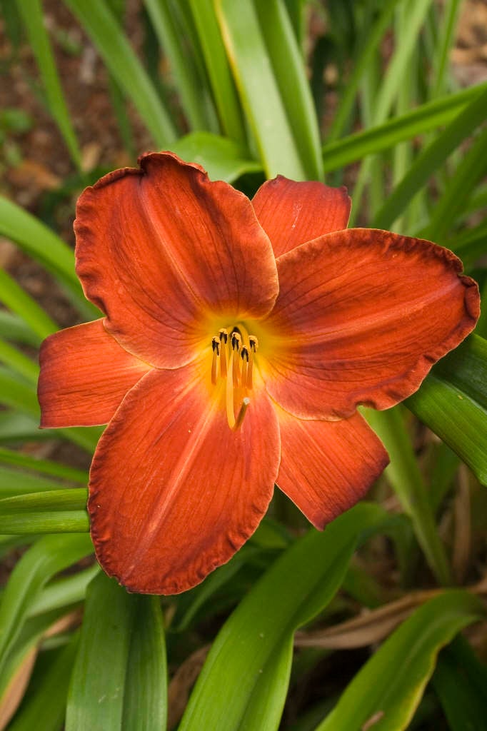 daylily 'Berlin Red Velvet'