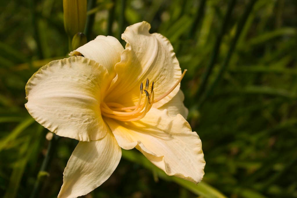 daylily 'Helle Berlinerin'