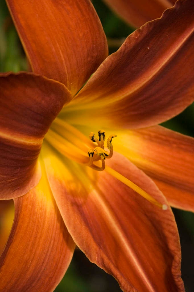 daylily 'Missenden'