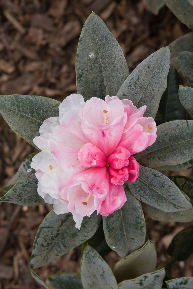 rhododendron 'Crosswater'
