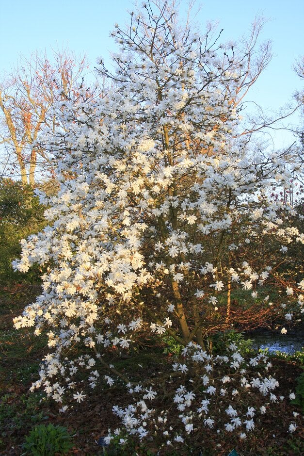 magnolia 'Ballerina'