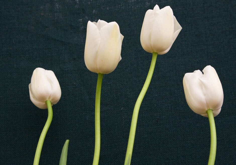 tulip 'Maureen'