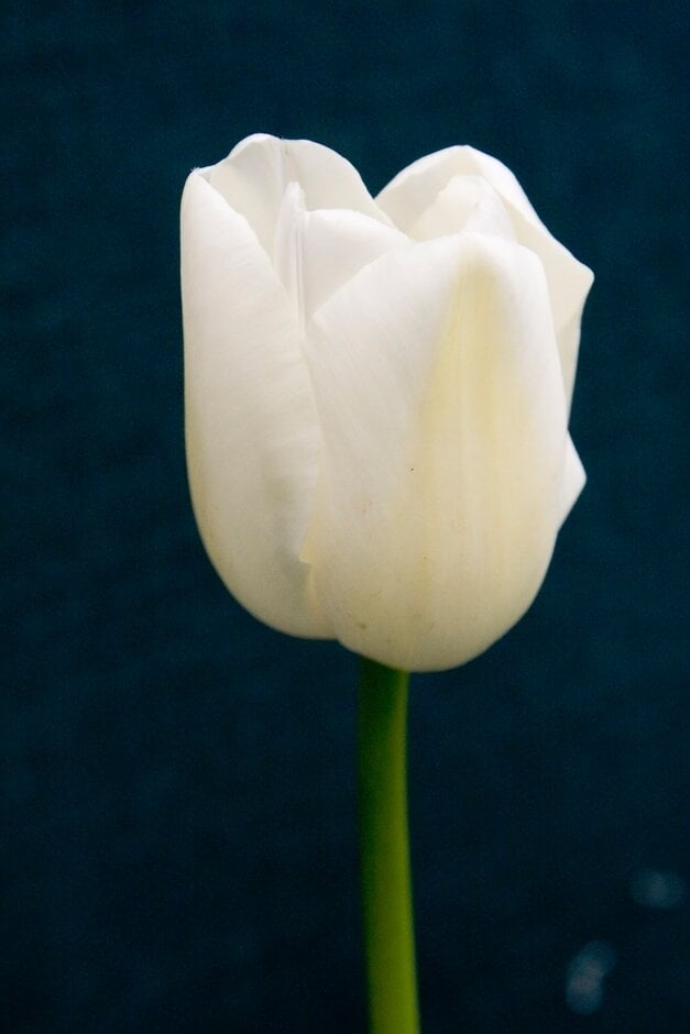 tulip 'Maureen'