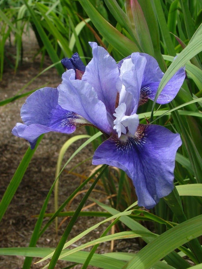 Siberian iris 'Perfect Vision'
