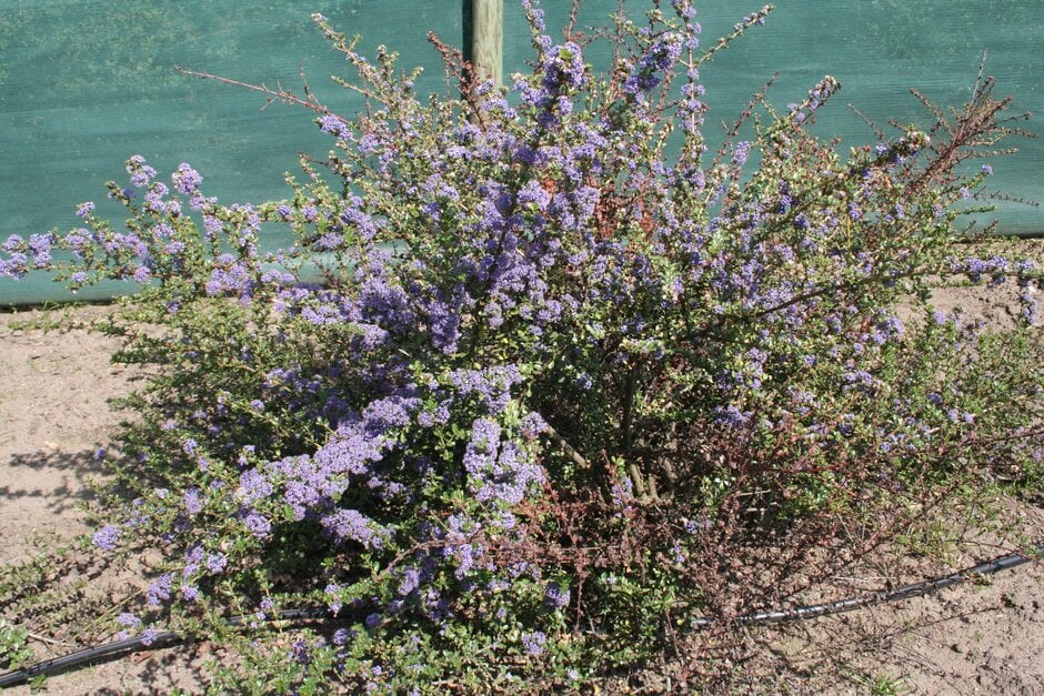 Californian lilac 'Blue Jeans'