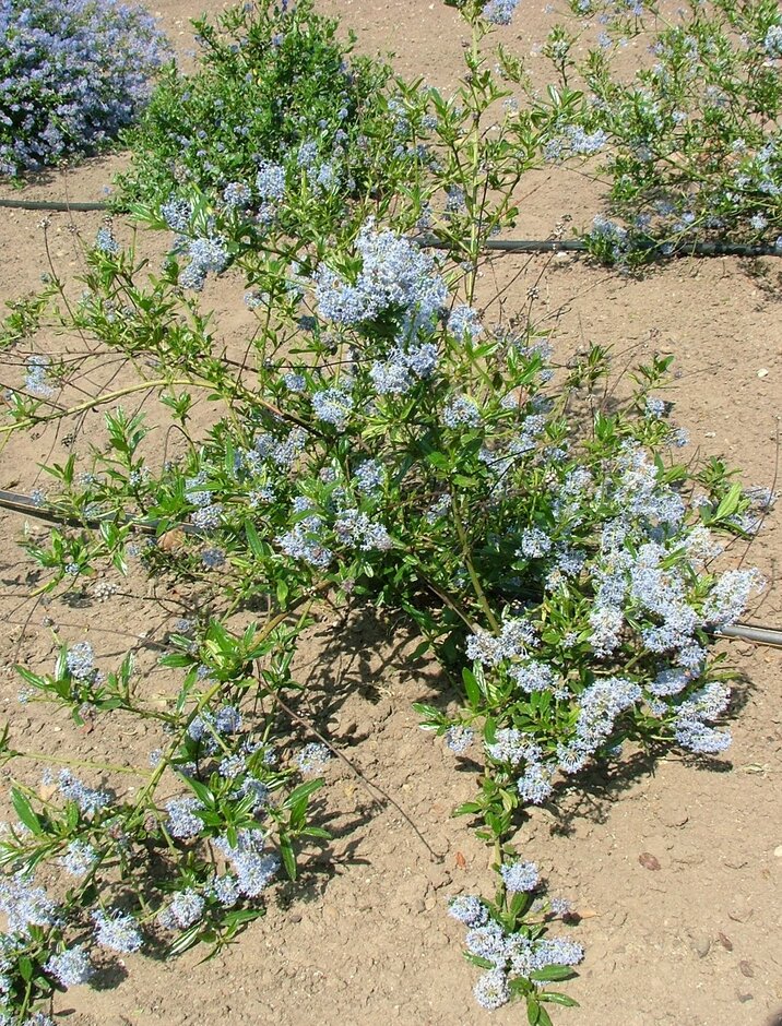 <i>Ceanothus</i> <i>thyrsiflorus</i> pale-flowered