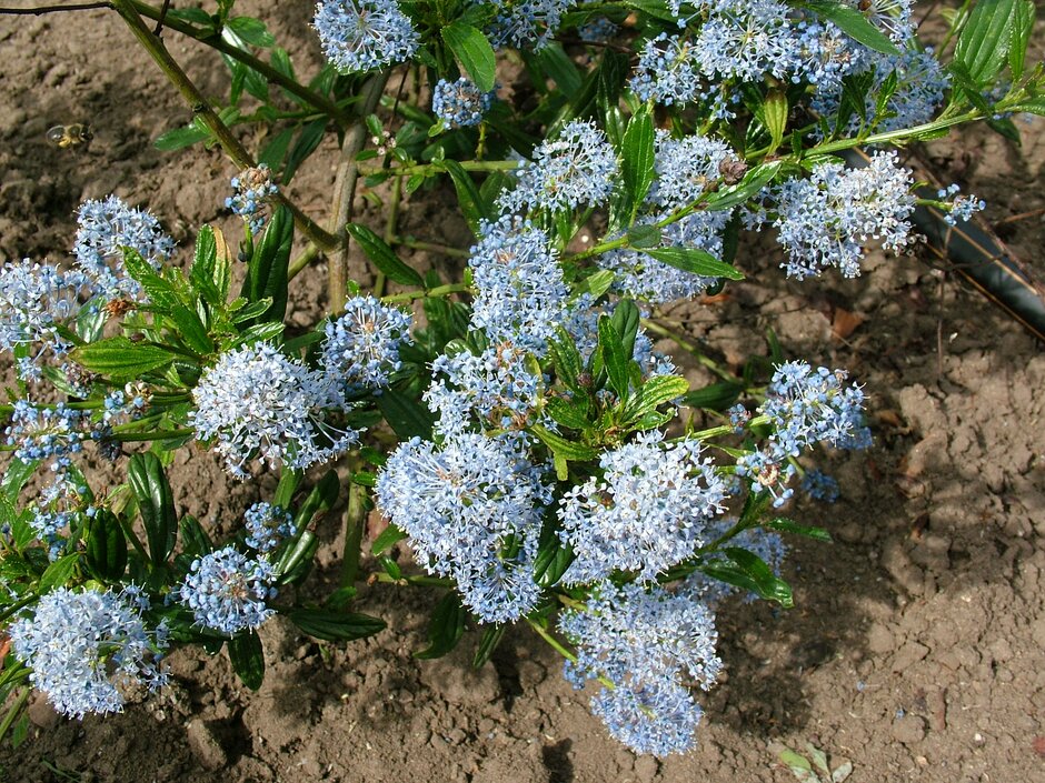 <i>Ceanothus</i> <i>thyrsiflorus</i> pale-flowered
