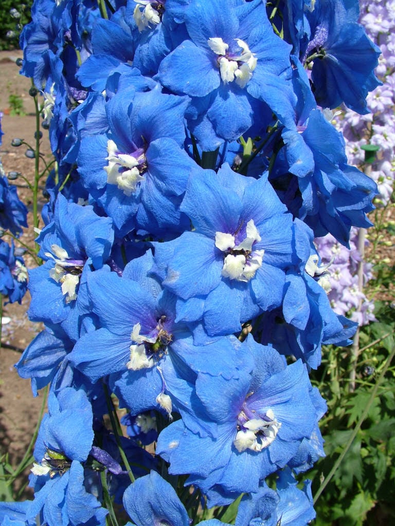 delphinium 'Blue Nile'