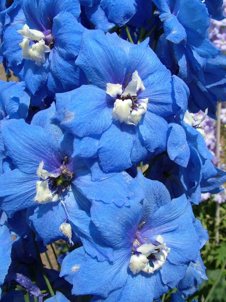 Delphinium ‘Blue Nile’ | delphinium ‘Blue Nile’/RHS Gardening
