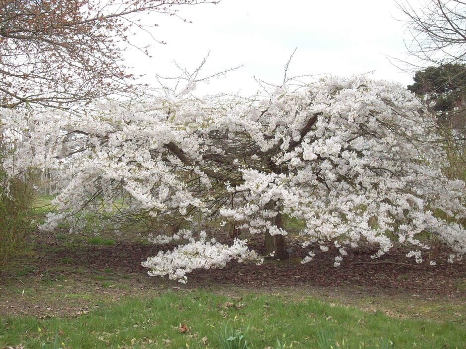 Yoshino cherry 'Tsubame'