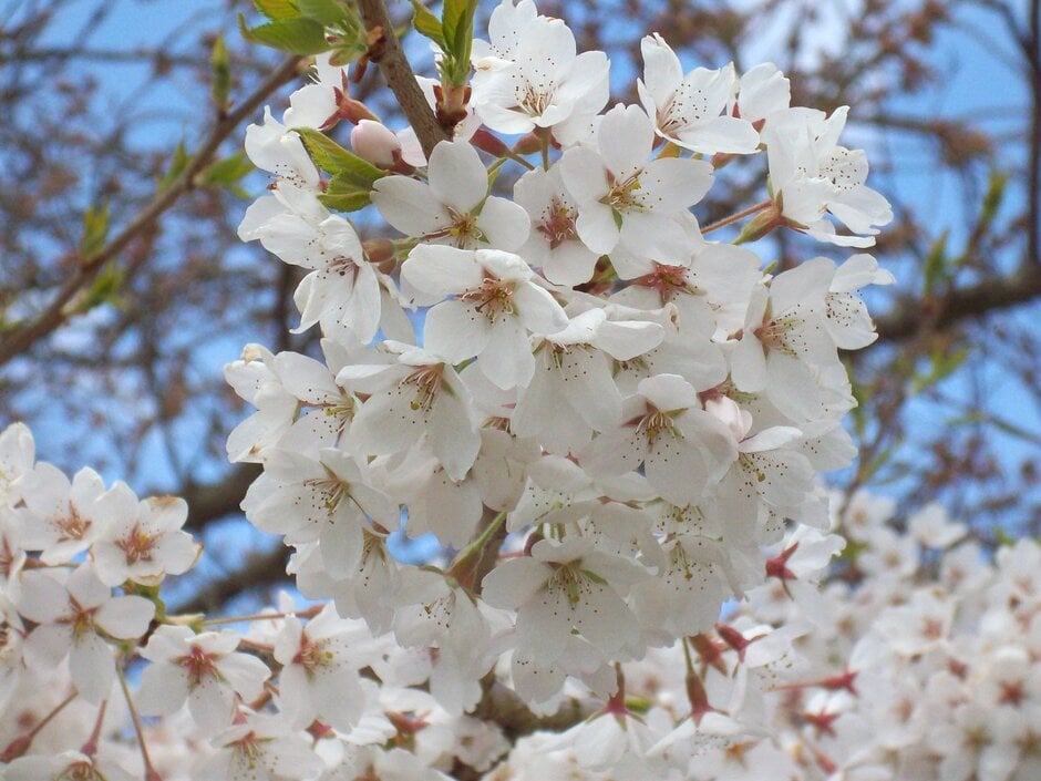 Yoshino cherry 'Tsubame'