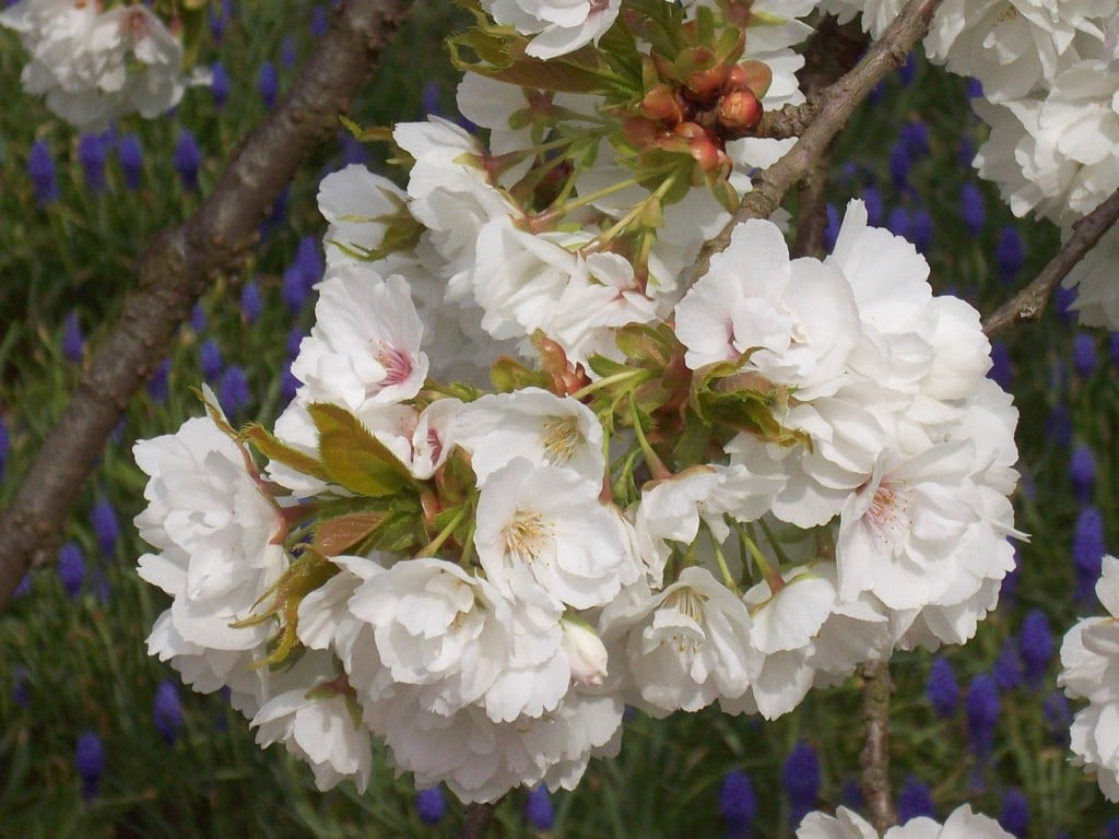 cherry 'Shirotae'