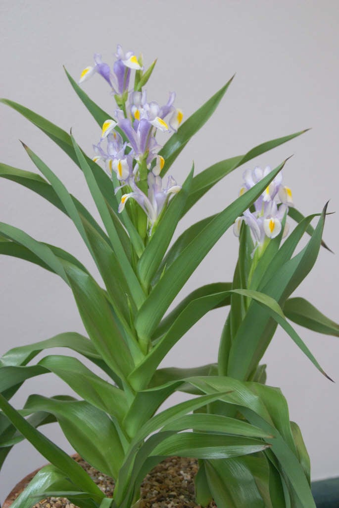 magnificent iris