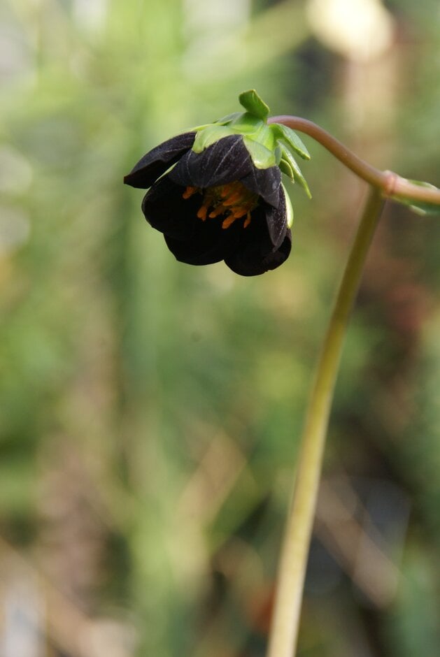 dahlia 'Mexican Black'