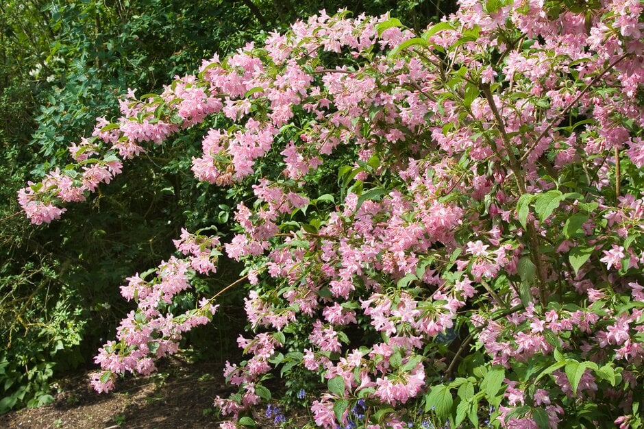 weigela 'Féerie'
