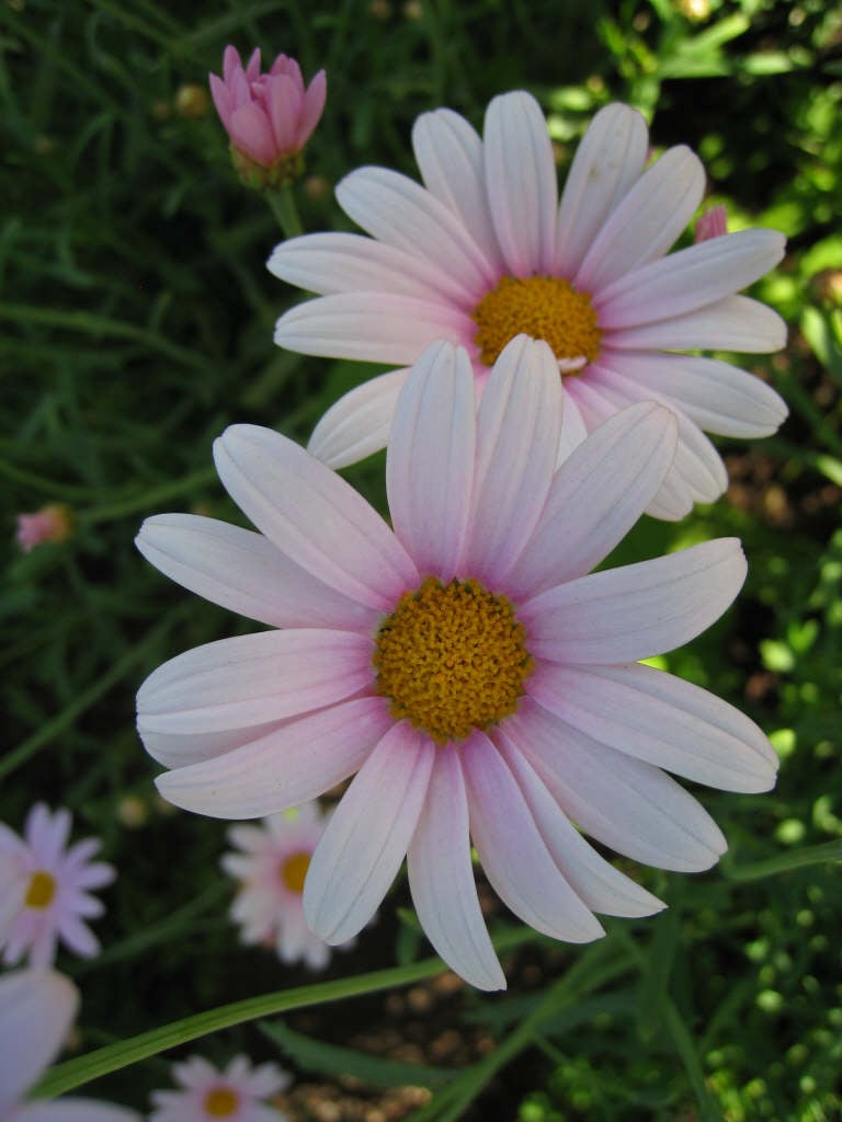 marguerite 'Petite Pink'