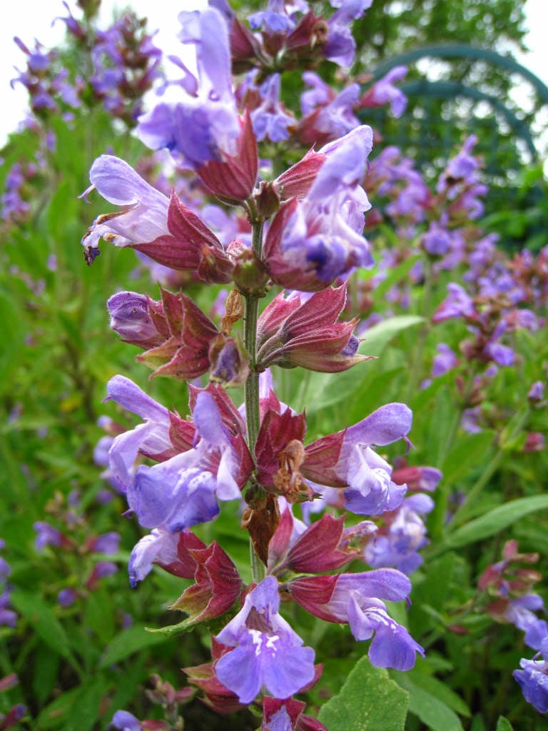Salvia officinalis | common sage/RHS Gardening