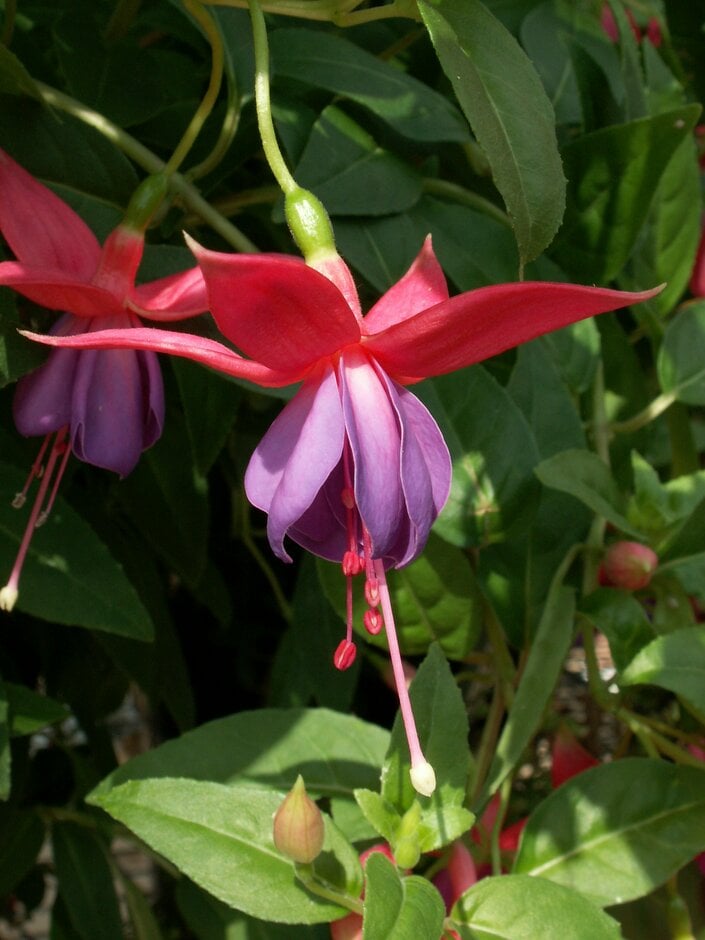 fuchsia 'Barbara Windsor'