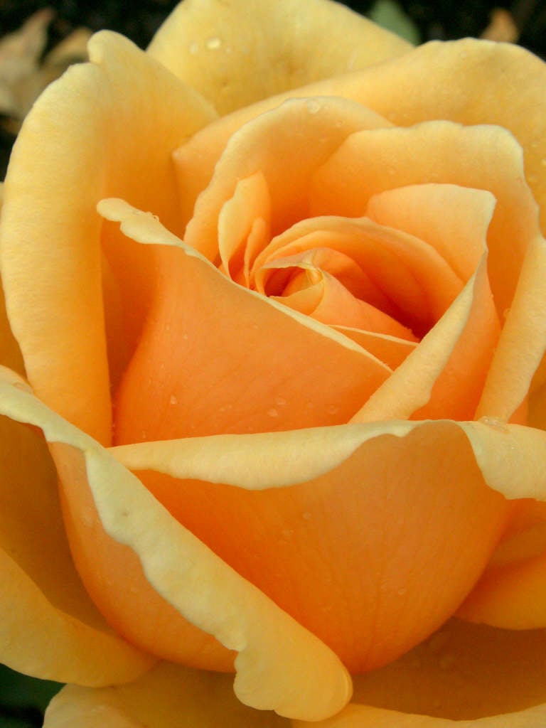 rose [Valencia]