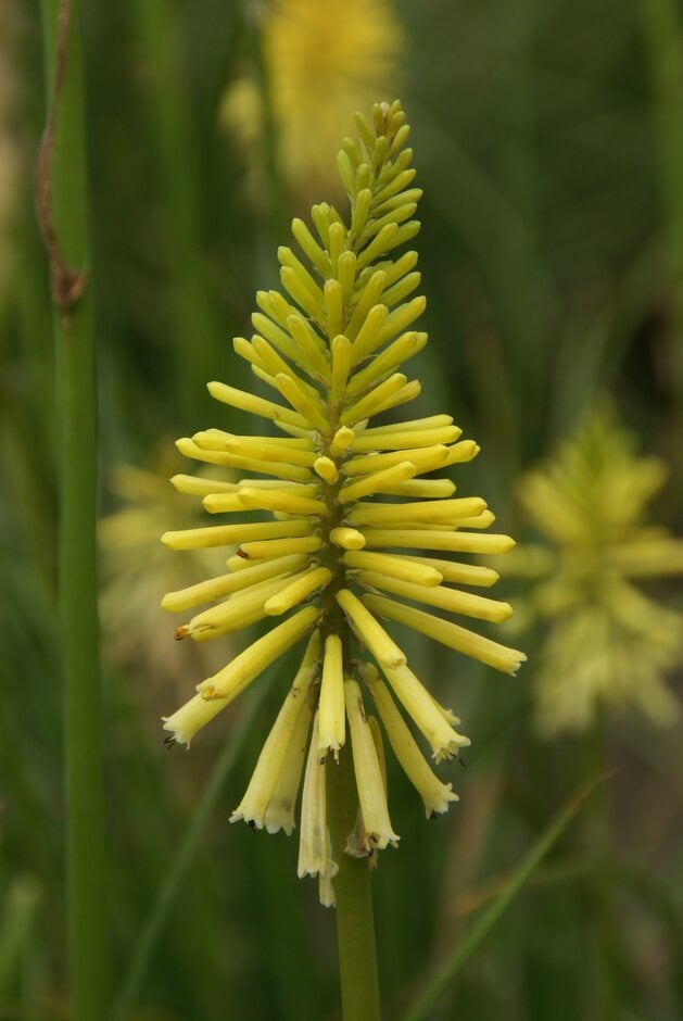 red-hot poker 'Sherbet Lemon'