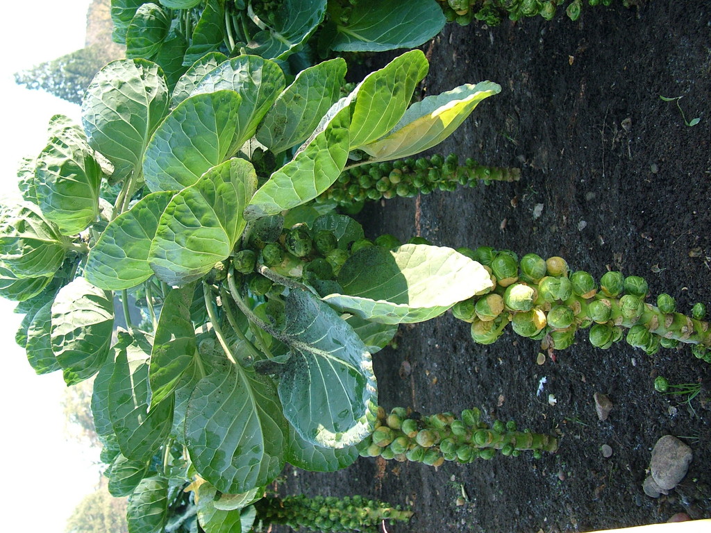 Brussels sprout 'Breton'