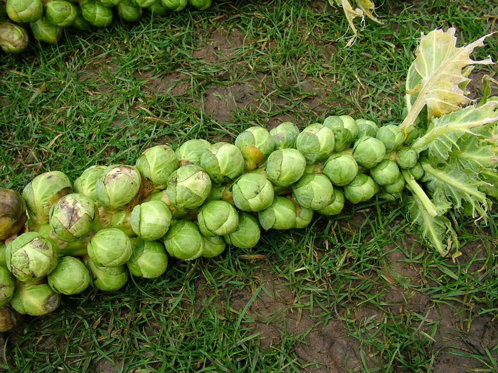 Brussels sprout 'Breton'
