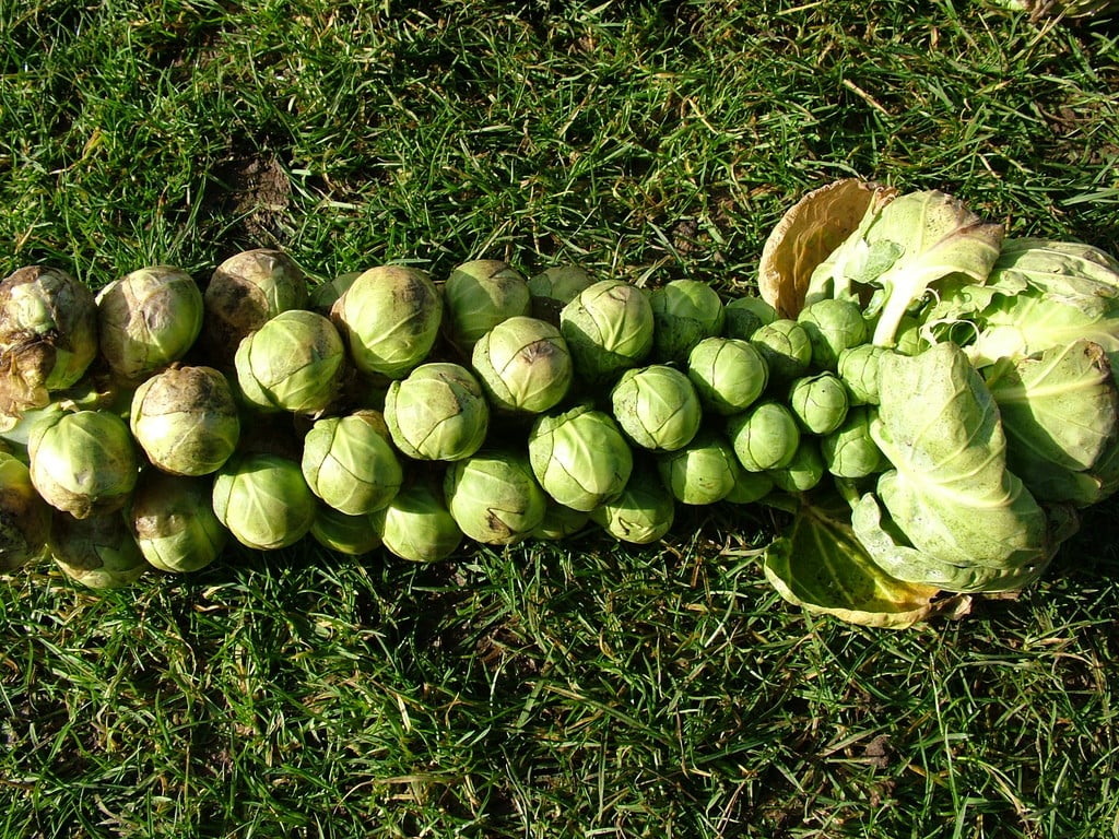 Brussels sprout 'Brilliant'