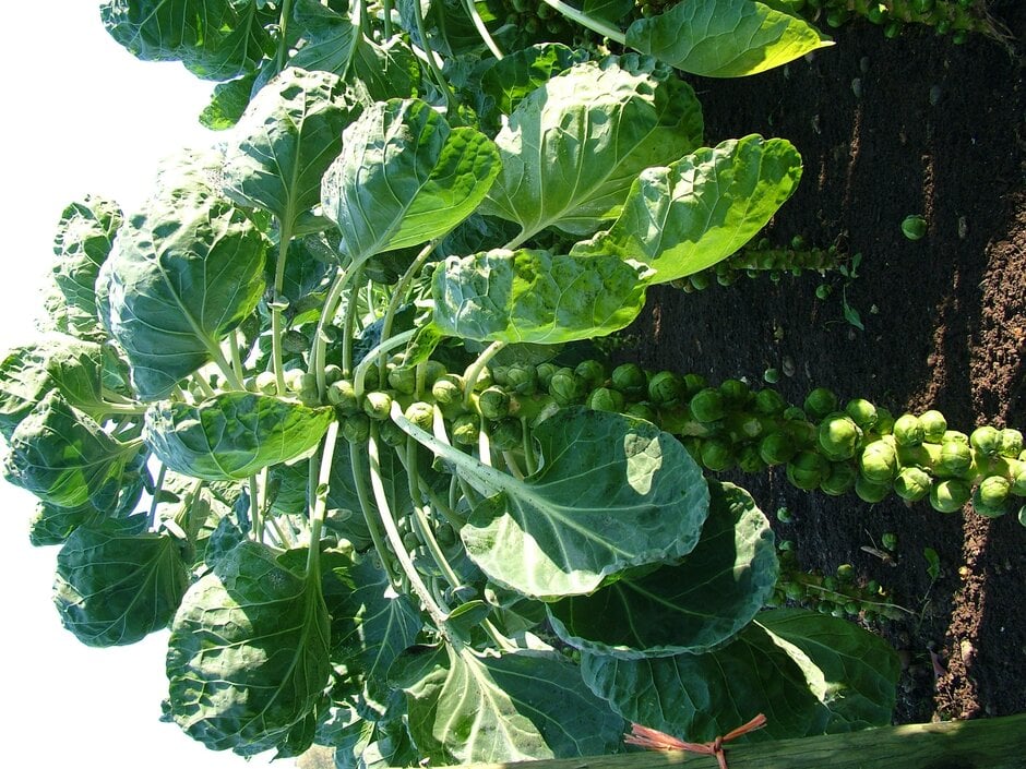 Brussels sprout 'Diablo'