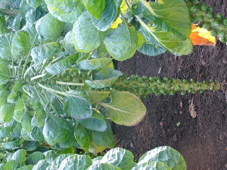 Brussels sprout 'Igor'