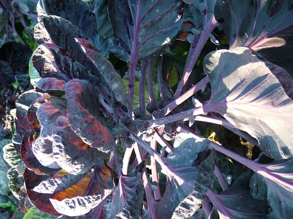 Brussels sprout 'Red Delicious'