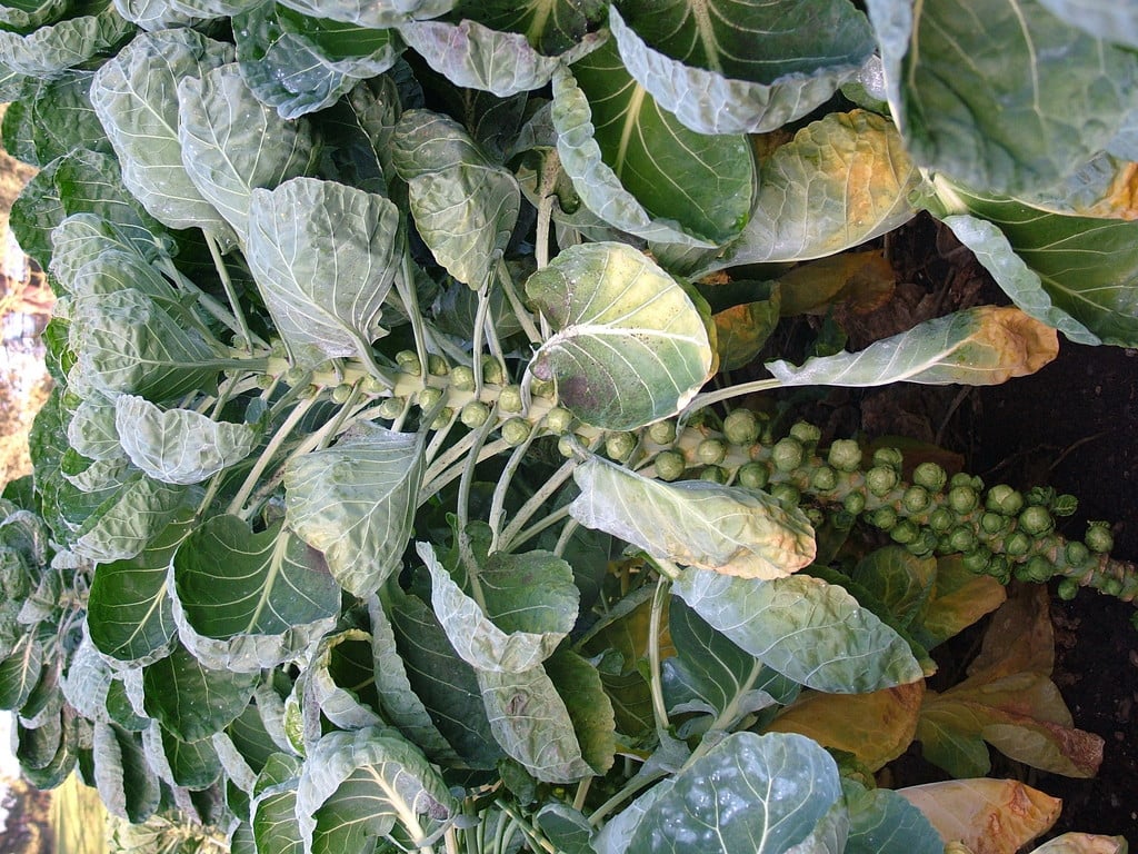 Brussels sprout 'Trafalgar'