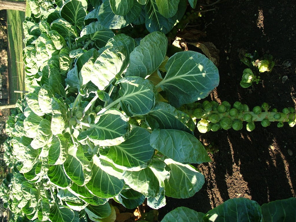 Brussels sprout 'Valencia'