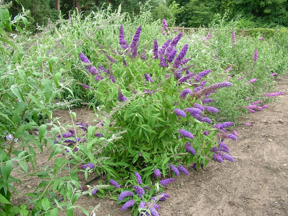 butterfly bush [Purple Emperor]